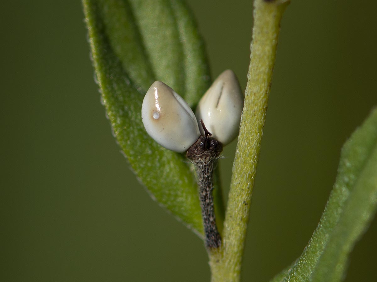 Früchte